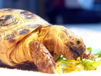 /album/tortellini/torti-21-jpg/